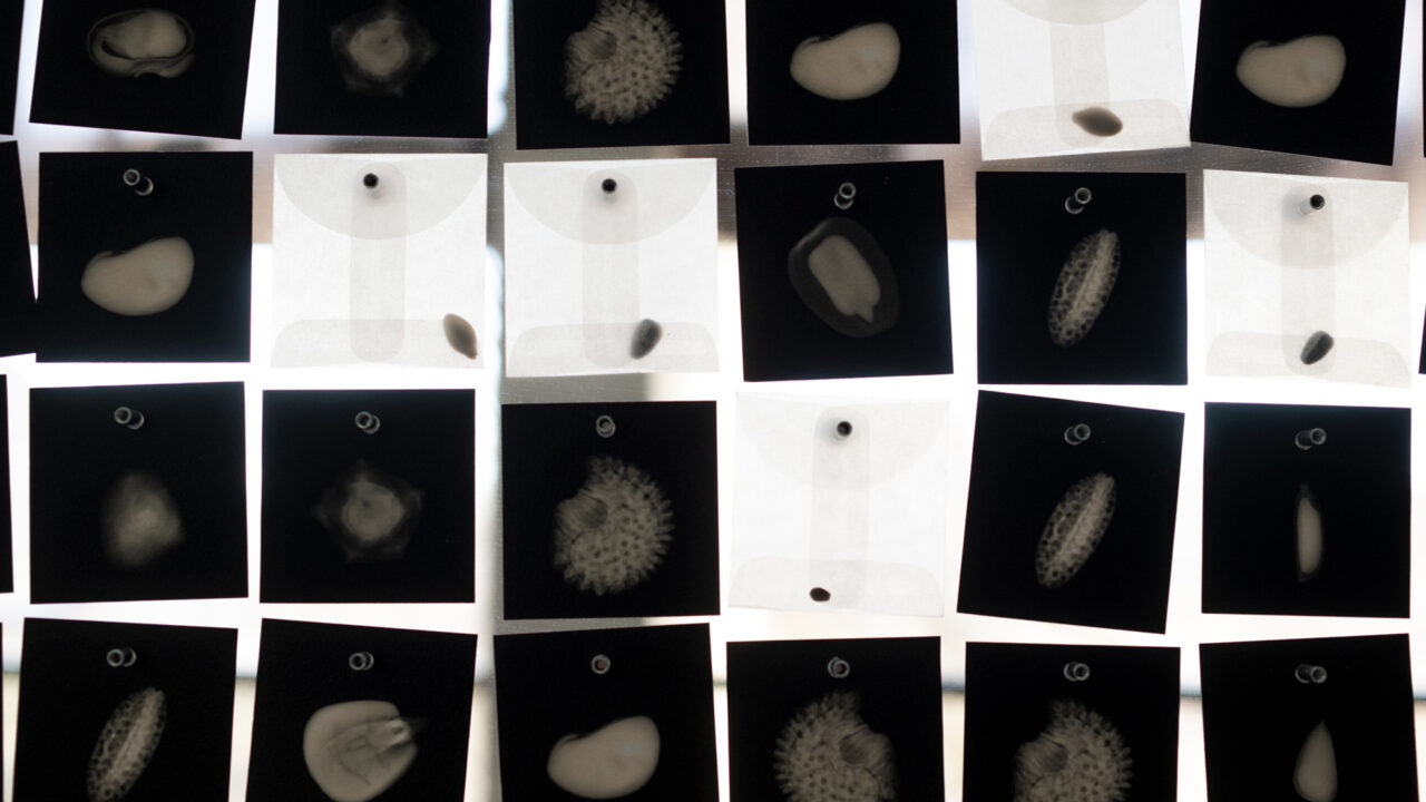 Dornith_Doherty_Vault_+Exchange+detail+of+photographs+and+envelopes+of+seeds_web-new